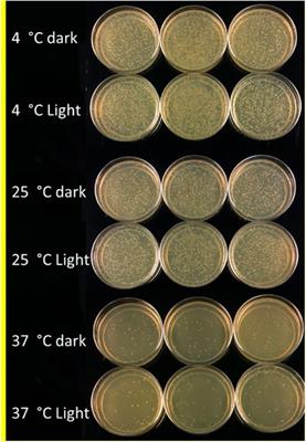 Glucosamine/β-Alanine Carbon Dots Use as DNA Carriers Into E. coli Cells